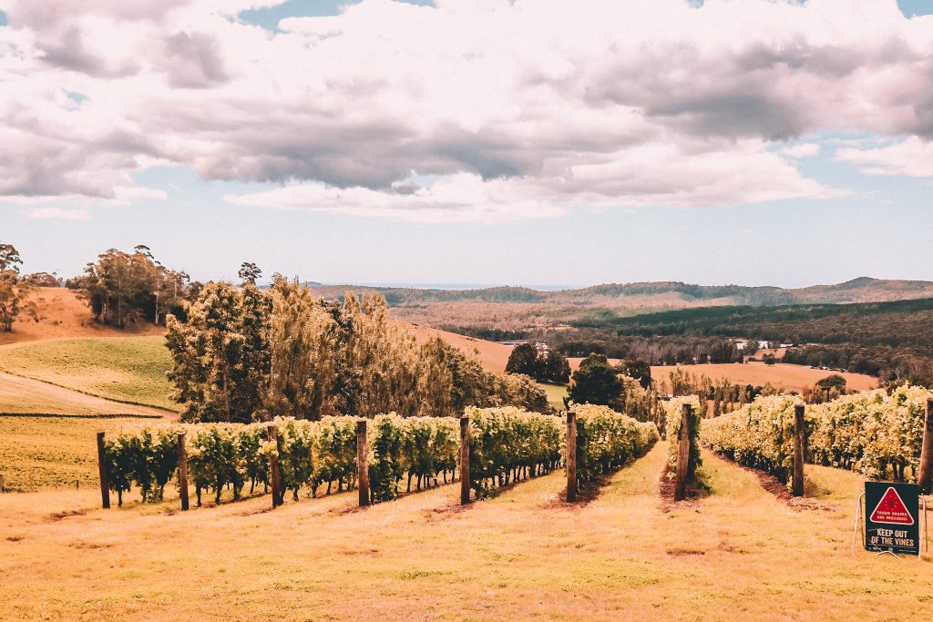 Tasmania vineyard